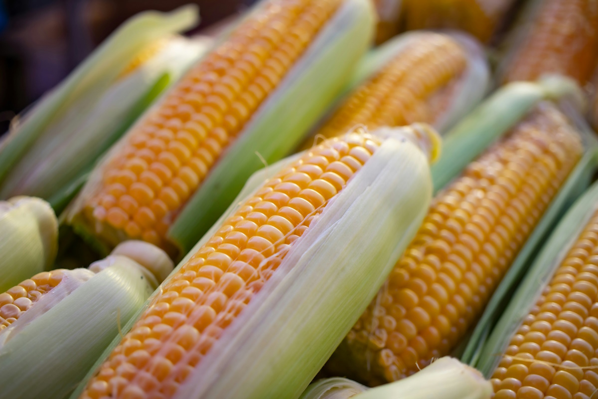 photo of ears of corn
