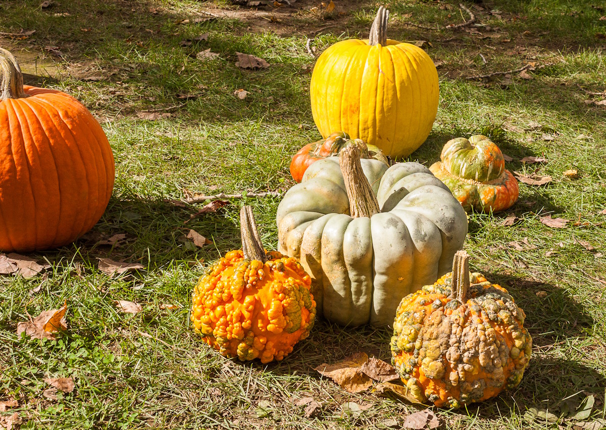 image of pumpkins